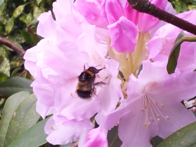 Bee and Flower