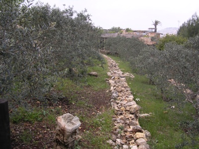 Olive grove in the region of the four towns