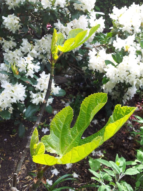 Fig leaves